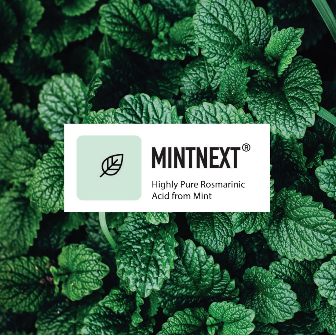 Mintnext