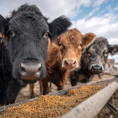 Beef cattle feeding at a trough