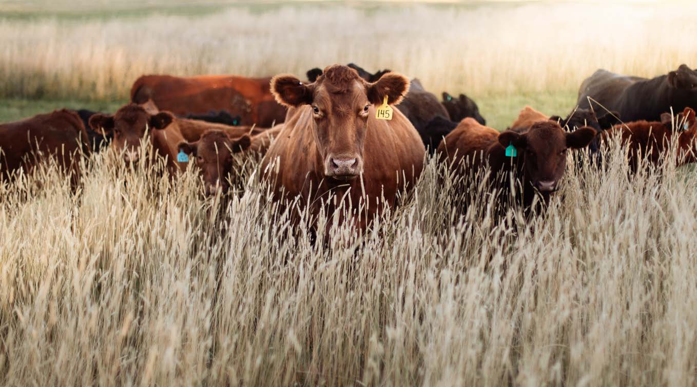 Beef cattle in open pasture at dusk